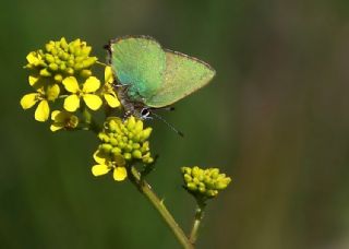 Zmrt (Callophrys rubi)