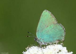 Zmrt (Callophrys rubi)