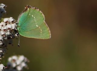 Zmrt (Callophrys rubi)