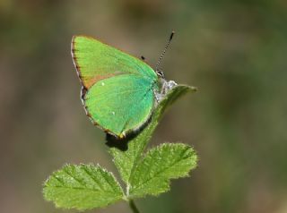 Zmrt (Callophrys rubi)