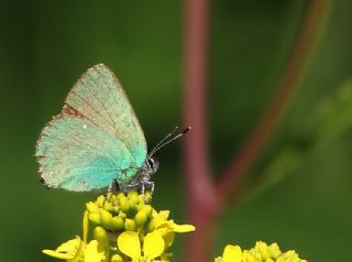 Zmrt (Callophrys rubi)