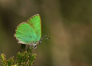 Zmrt (Callophrys rubi)