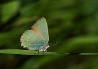 Zmrt (Callophrys rubi)