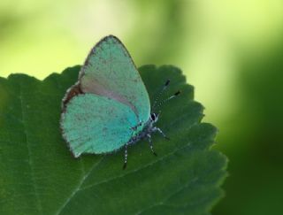 Zmrt (Callophrys rubi)