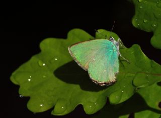 Zmrt (Callophrys rubi)