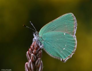 Zmrt (Callophrys rubi)