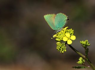 Zmrt (Callophrys rubi)