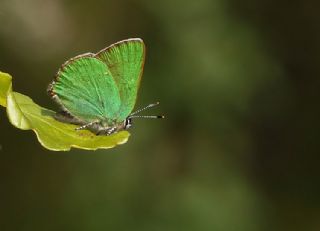 Zmrt (Callophrys rubi)