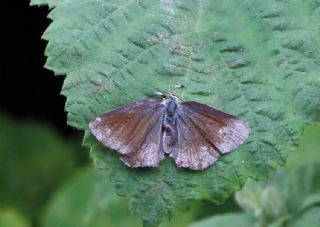 Zmrt (Callophrys rubi)