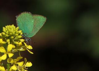 Zmrt (Callophrys rubi)