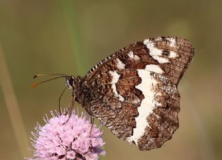 Kara Murat (Brintesia  circe)