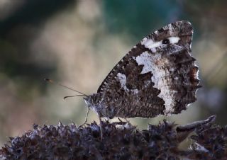 Kara Murat (Brintesia  circe)