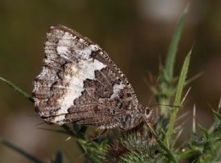 Kara Murat (Brintesia  circe)