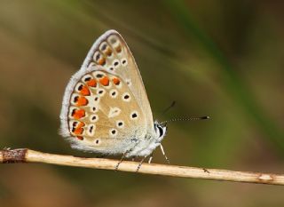 okgzl Meneke Mavisi (Polyommatus thersites)