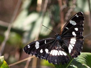 Akdeniz Hanmeli Kelebei (Limenitis reducta)