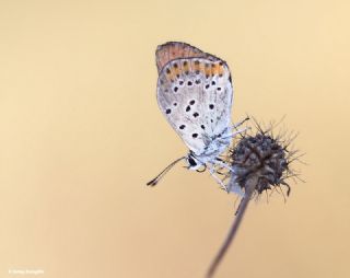 Kk Ate Gzeli (Lycaena thersamon)