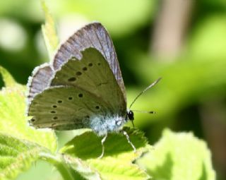 Anadolu Devmavisi&nbsp;(Iolana&nbsp;lessei)