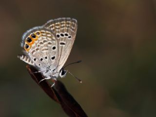 Mcevher Kelebei (Chilades trochylus)