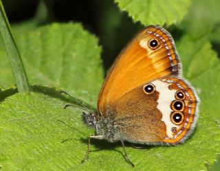 Funda Zpzp Perisi (Coenonympha arcania)