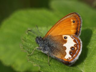 Funda Zpzp Perisi (Coenonympha arcania)