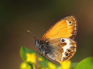 Funda Zpzp Perisi (Coenonympha arcania)