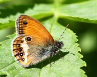 Funda Z�pz�p Perisi&nbsp;(Coenonympha&nbsp;arcania)