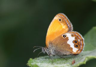 Funda Zpzp Perisi (Coenonympha arcania)