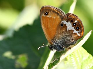 Funda Zpzp Perisi (Coenonympha arcania)