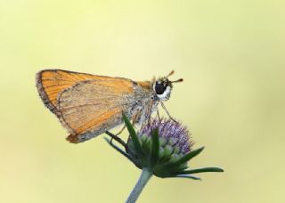 Sar Antenli Zpzp (Thymelicus sylvestris)