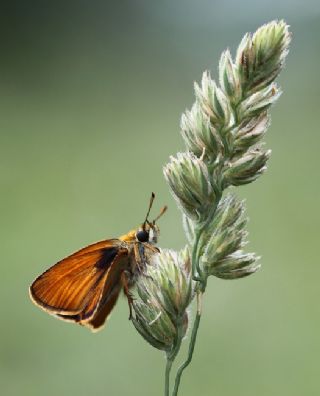 Sar Antenli Zpzp (Thymelicus sylvestris)