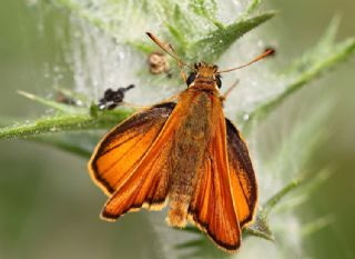 Sar Antenli Zpzp (Thymelicus sylvestris)