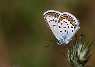 Gm Lekeli Esmergz (Plebejus argus)