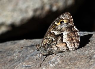 G�ney K�z�lmele�i&nbsp;(Hipparchia&nbsp;senthes)