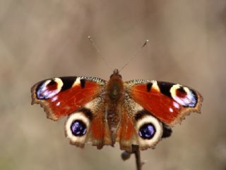 Tavus Kelebei (Inachis io)