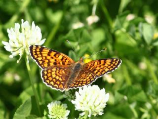 Benekli Byk parhan (Melitaea phoebe)
