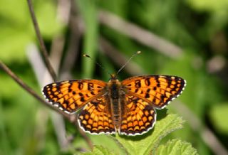 Benekli Byk parhan (Melitaea phoebe)