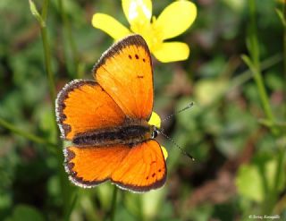 Osmanl Atei (Lycaena ottomanus)