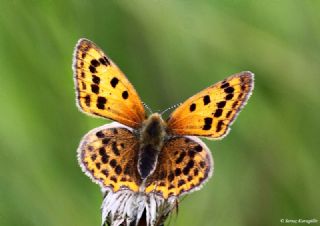 Osmanl Atei (Lycaena ottomanus)