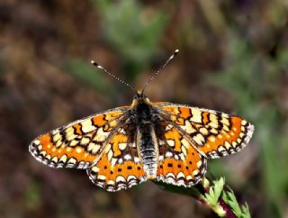 G�zel Nazu�um&nbsp;(Euphydryas&nbsp;orientalis)