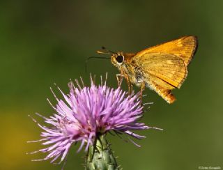 Orman Zpzp (Ochlodes sylvanus)