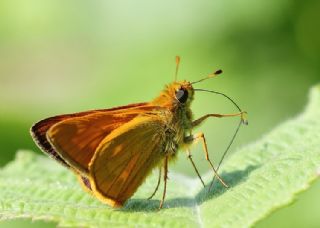 Orman Zpzp (Ochlodes sylvanus)