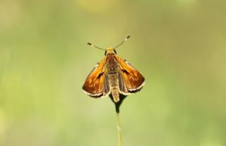Orman Zpzp (Ochlodes sylvanus)