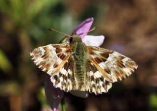 Mermer Z�pz�p�&nbsp;(Carcharodus&nbsp;lavatherae)