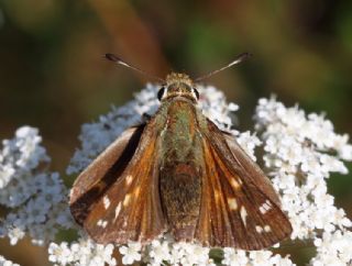 Gm Benekli Zpzp (Hesperia comma)