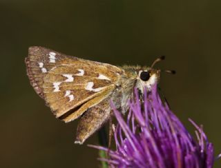 Gm Benekli Zpzp (Hesperia comma)