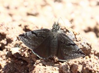 Kara Z�pz�p&nbsp;(Erynnis&nbsp;marloyi)