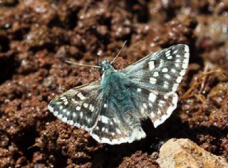 Suriye Z�pz�p�&nbsp;(Muschampia&nbsp;nomas)