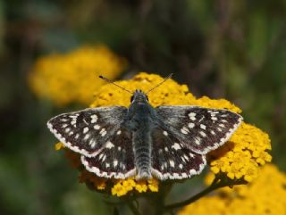 Mozaik Z�pz�p�&nbsp;(Muschampia&nbsp;tessellum)