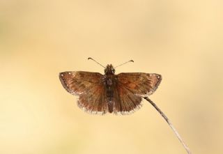 Pasl Zpzp (Erynnis tages)