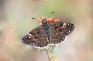 Pasl Zpzp (Erynnis tages)